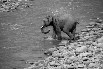 Indian male elephant tusker entering the Ramganga river sucking the water through  its trunk and splashing over its body,  at Jim Corbett National Park, Uttarakhand. 