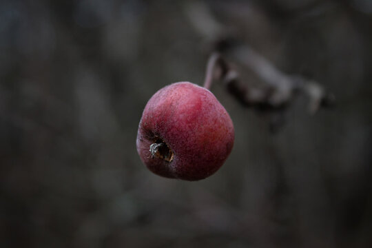 Just one coveted red apple left on branch.
