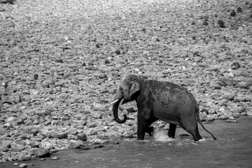 Indian male elephant tusker entering the Ramganga river sucking the water through  its trunk and splashing over its body,  at Jim Corbett National Park, Uttarakhand. 