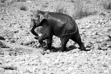 Indian male elephant tusker entering the Ramganga river sucking the water through  its trunk and splashing over its body,  at Jim Corbett National Park, Uttarakhand. 