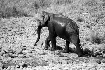 Indian male elephant tusker entering the Ramganga river sucking the water through  its trunk and splashing over its body,  at Jim Corbett National Park, Uttarakhand. 