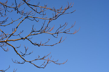 Tree of heaven