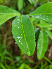 water drops on leaf