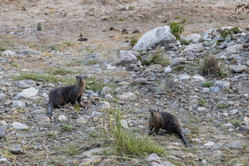 Smooth-coated otter or  Lutrogale perspicillata  looking straight at us in the river banks of Ram Ganga river while on a safari at Jim Corbett national park, Uttarakhand. 