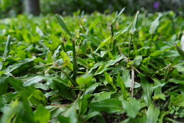 green grass in the garden background