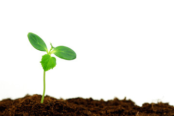 Young sprout. Cucumber sprout growing out of the ground on an isolated white background.