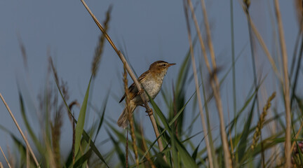 Sedge Warbler