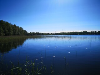 transparent lake with reflection of forest in summer water