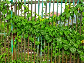 Dedaunan di kebun