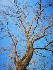 early spring bare tree branches against the blue sky