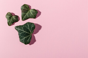 Leaves in shape of a heart on pink background. Natural green leaf.