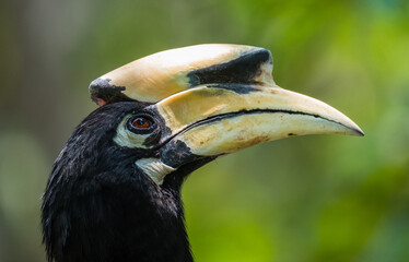 Headshot Great Hornbill 