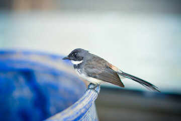 bird on a fence