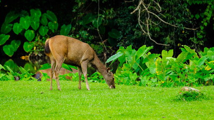 deer in the forest