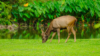 deer in the grass
