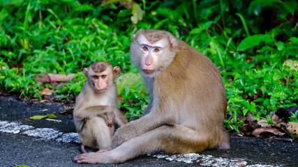 Fototapeta na wymiar macaque sitting on the ground