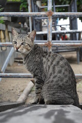 gray cat sitting on the wood
