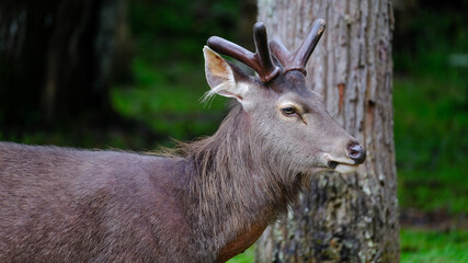 deer in the forest