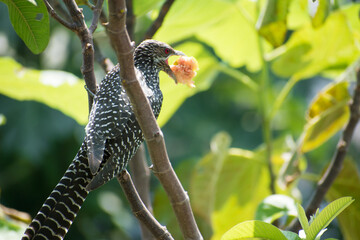 Koyal Bird Eating fruit