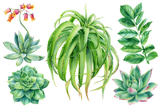 Succulents in watercolor, echiveria blooming, aloe, cacti, tropical plants hand drawing, botanical painting