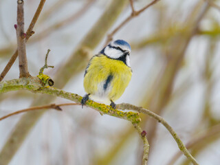  blue tit sits on a branch in winter and looks at the camera
