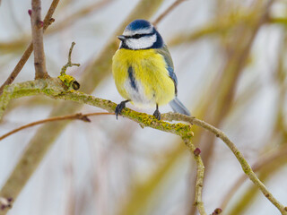 blue tit sits on a branch in winter and looks at the camera