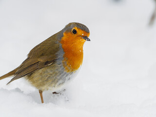 robin stands in the snow in winter and looks at the camera