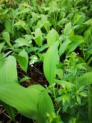 white flowers in a pine forest, sunny day