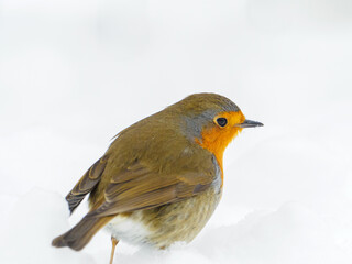 robin stands in the snow in winter and looks at the camera