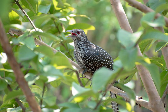 Koyal Bird Sitting on Branch
