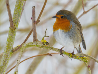  robin sits on a branch in winter and looks at the camera