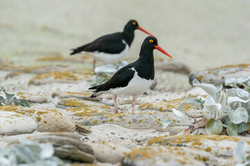 The Pied Oystercatcher (Haematopus leucopodu)