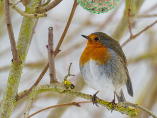  robin sits on a branch in winter and looks at the camera