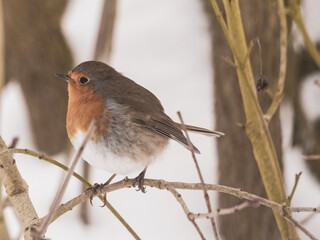  robin sits on a branch in winter and looks at the camera