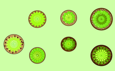 Small succulents. Houseplants in pots