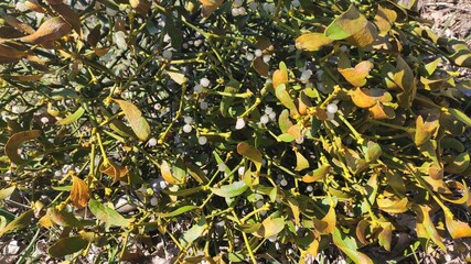 V&iacute;scum &aacute;lbum