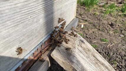 bees on the hive