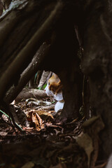 Cat exploring forest for the first time. Happy and surprised cat living his life. Cat admiring a beautiful world full of forest to go. He explores his world
