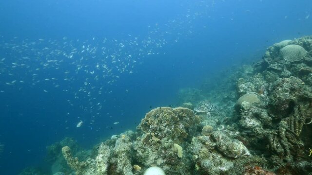 Hawksbill Sea Turtle swim in coral reef of Caribbean Sea, Curacao