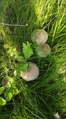 mushrooms in the forest