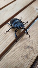 beetle on the table