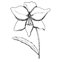 Vector illustration of a flower. Black and white image of a flower in the doodle style. Isolated picture drawn with lines