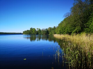 transparent lake with reflection of forest in summer water
