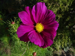 Eine lila Blumenblüte