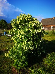 flowers in the garden against the blue sky and green fields