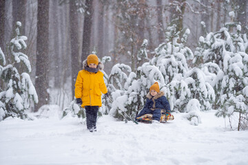 Two adorable little boys having fun together in beautiful snowy forest. Brothers playing in snow in snowfal. Winter activities for kids. Children are sledding. Older brother rolls younger baby on sled