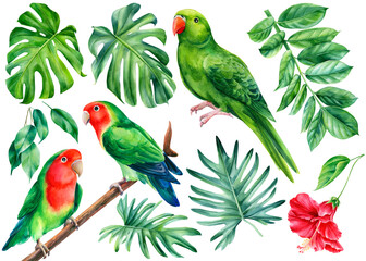 Parrots and tropical plants. Monstera leaves, hibiscus flower, hand drawing, watercolor botanical painting