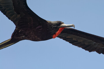 Male Magnificent frigatebird (fregata magnificens) in Galapagos Islands, Ecuador