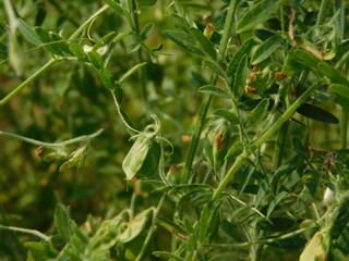 Lentil plant growing close up.Macro photo of a lentil (Lens culinaris) flower in a field. © jayanta85