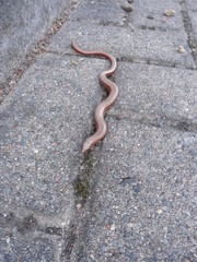 eine Blindschleiche auf dem Weg